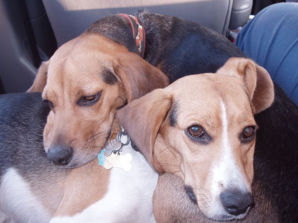 Dogs sleeping together