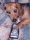 Snoopy with Remote