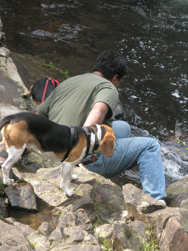 MoDogsWater